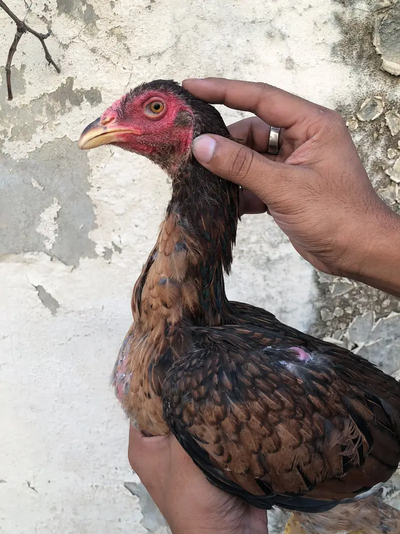 aseel / thai aseel / burmi aseel / aseel Ganoi / chicks / patha /pathi — photo 5