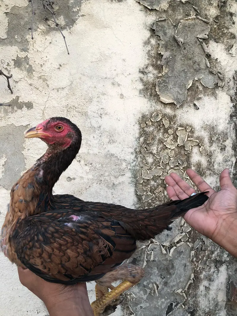 aseel / thai aseel / burmi aseel / aseel Ganoi / chicks / patha /pathi — photo 6