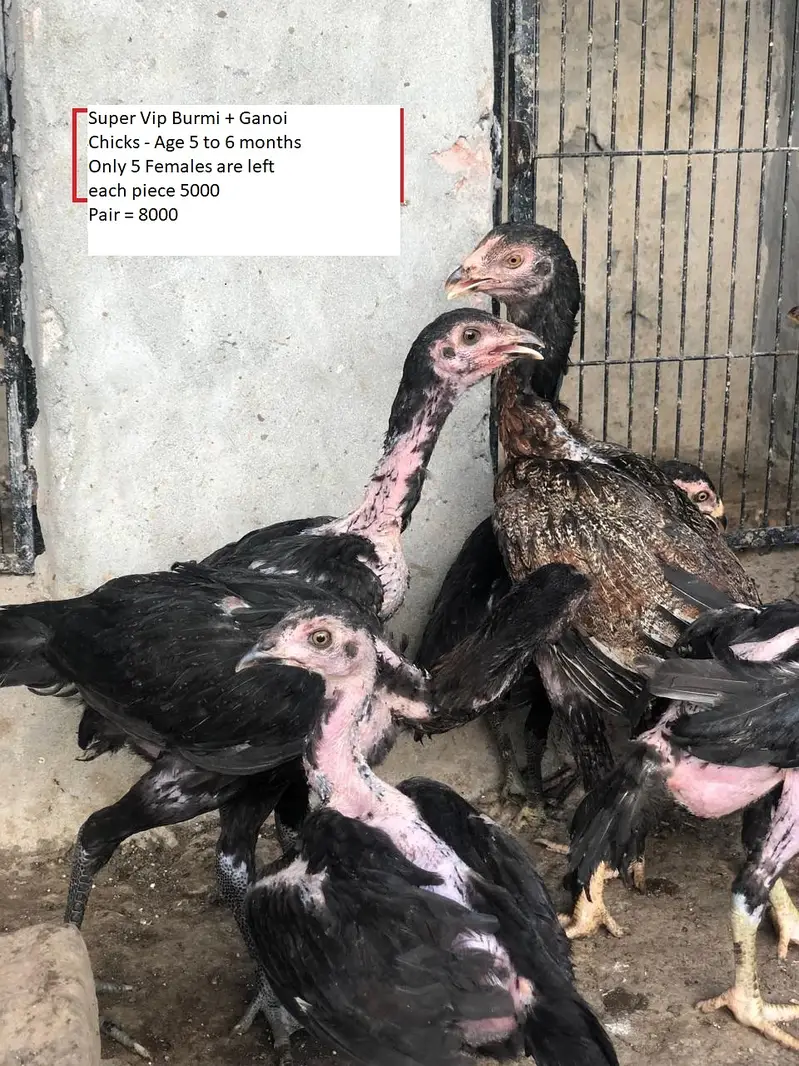 aseel / thai aseel / burmi aseel / aseel Ganoi / chicks / patha /pathi — photo 8