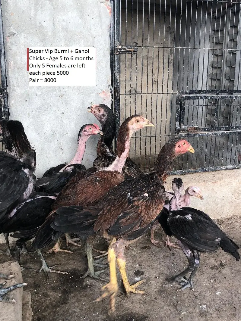 aseel / thai aseel / burmi aseel / aseel Ganoi / chicks / patha /pathi — photo 9