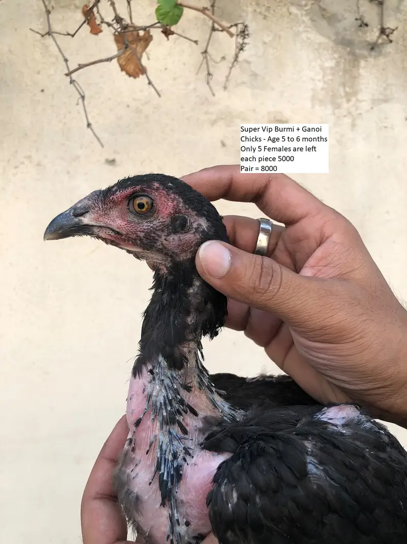 aseel / thai aseel / burmi aseel / aseel Ganoi / chicks / patha /pathi — photo 10