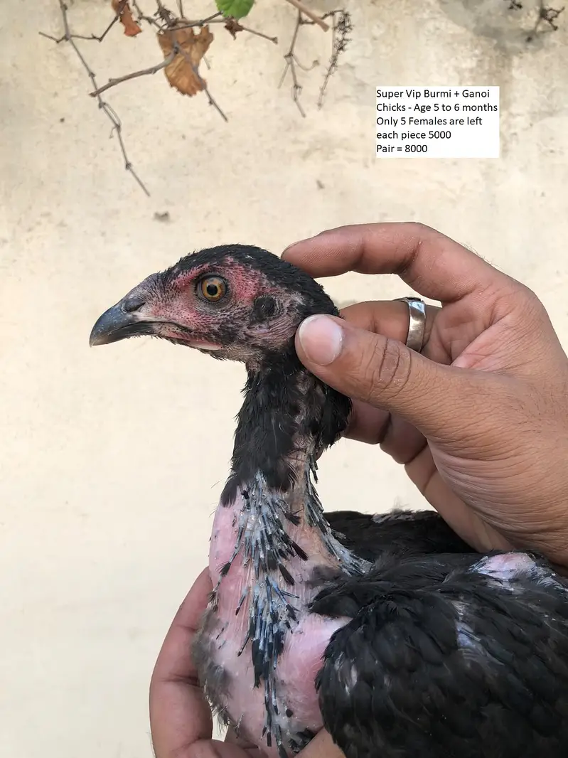 aseel / thai aseel / burmi aseel / aseel Ganoi / chicks / patha /pathi — photo 11
