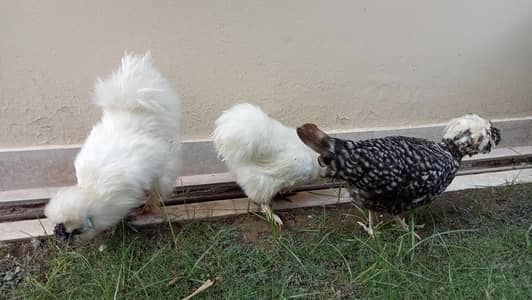 wt silky pyar. 1 female Coco polish