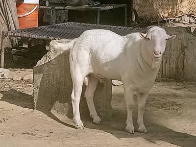 Teddy breeder gulabi male