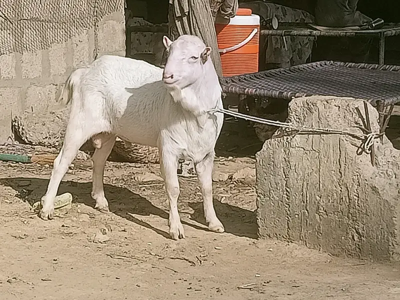 Teddy Breeder Gulabi Kamori Bakra | Premium Quality — photo 2