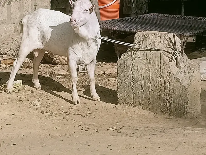 Teddy Breeder Gulabi Kamori Bakra | Premium Quality — photo 3