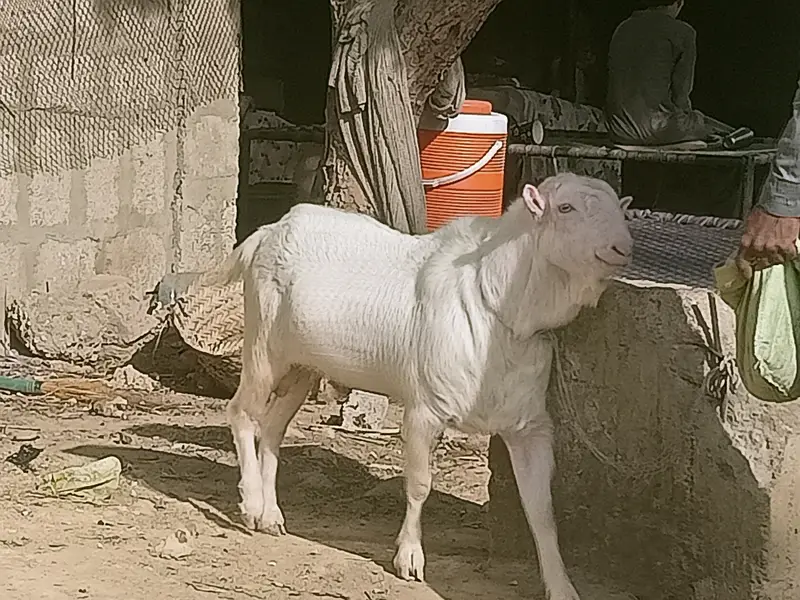 Teddy Breeder Gulabi Kamori Bakra | Premium Quality — photo 4
