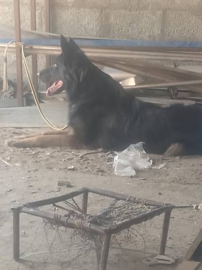 German Shepherd mail confirm State