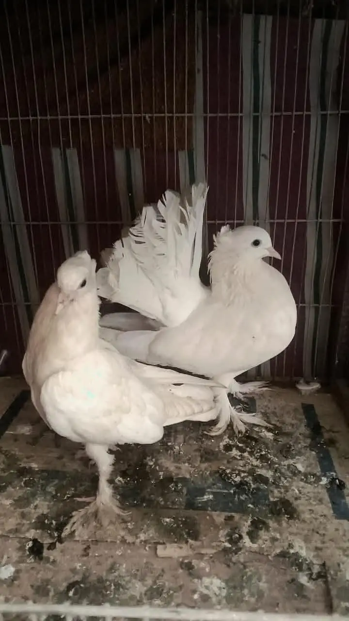 confirm breeder pair he sherazi black cobra or laka 2 female — photo 2