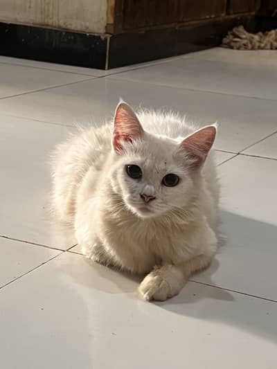 Persian cat female age 7month
