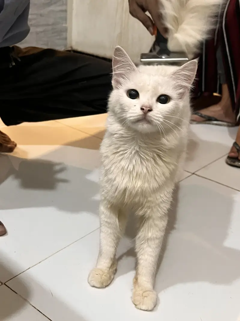 Persian cat female age 7month — photo 2