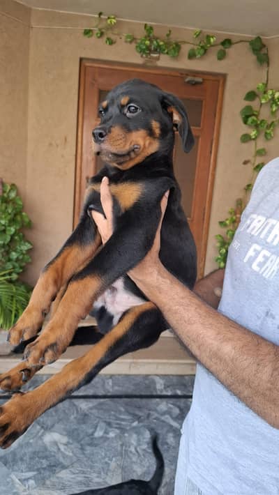 Rottweiler pups available