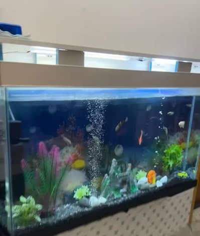 Full size fish aquarium with complete setup And beautiful fishes