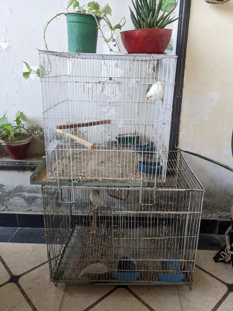 cages and breeding box for sale — photo 2
