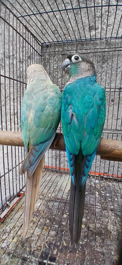 blu torqouse conure pair