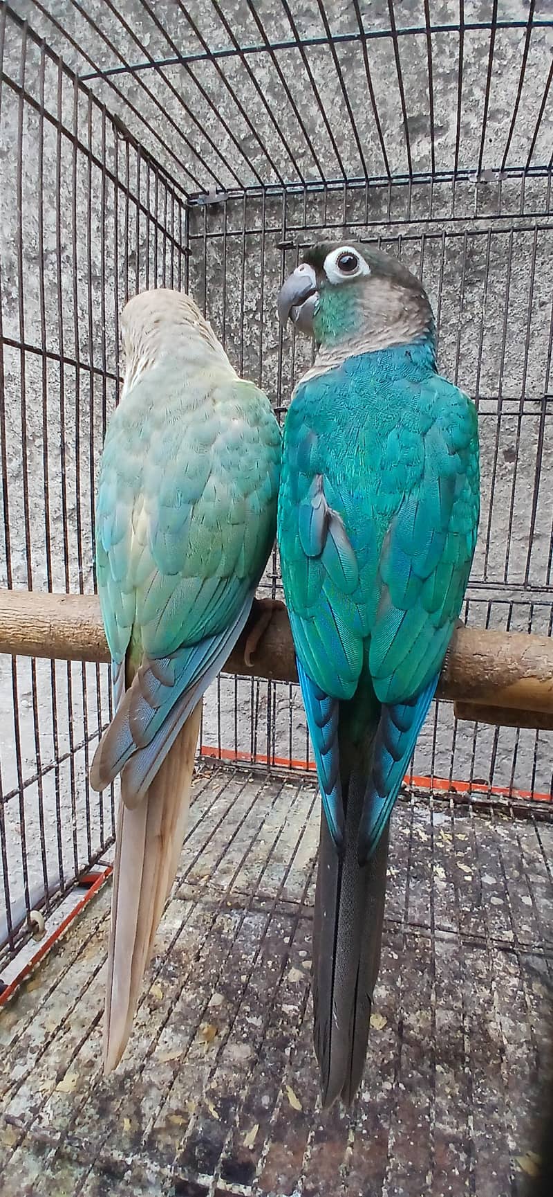 blu torqouse conure pair 0