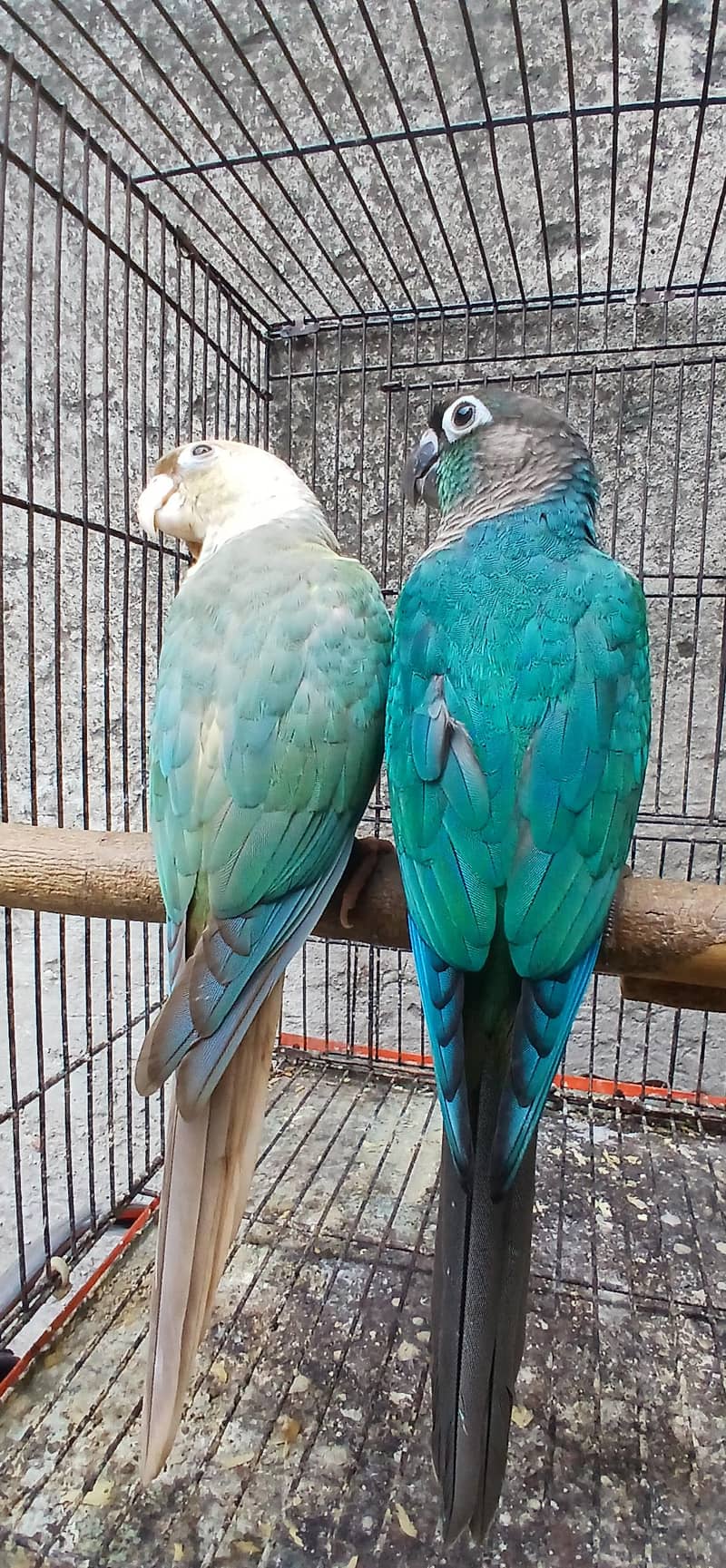 blu torqouse conure pair 1