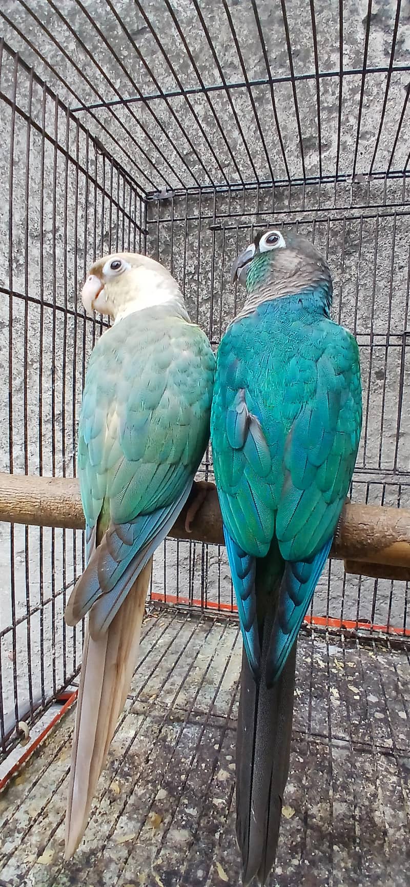 blu torqouse conure pair 2