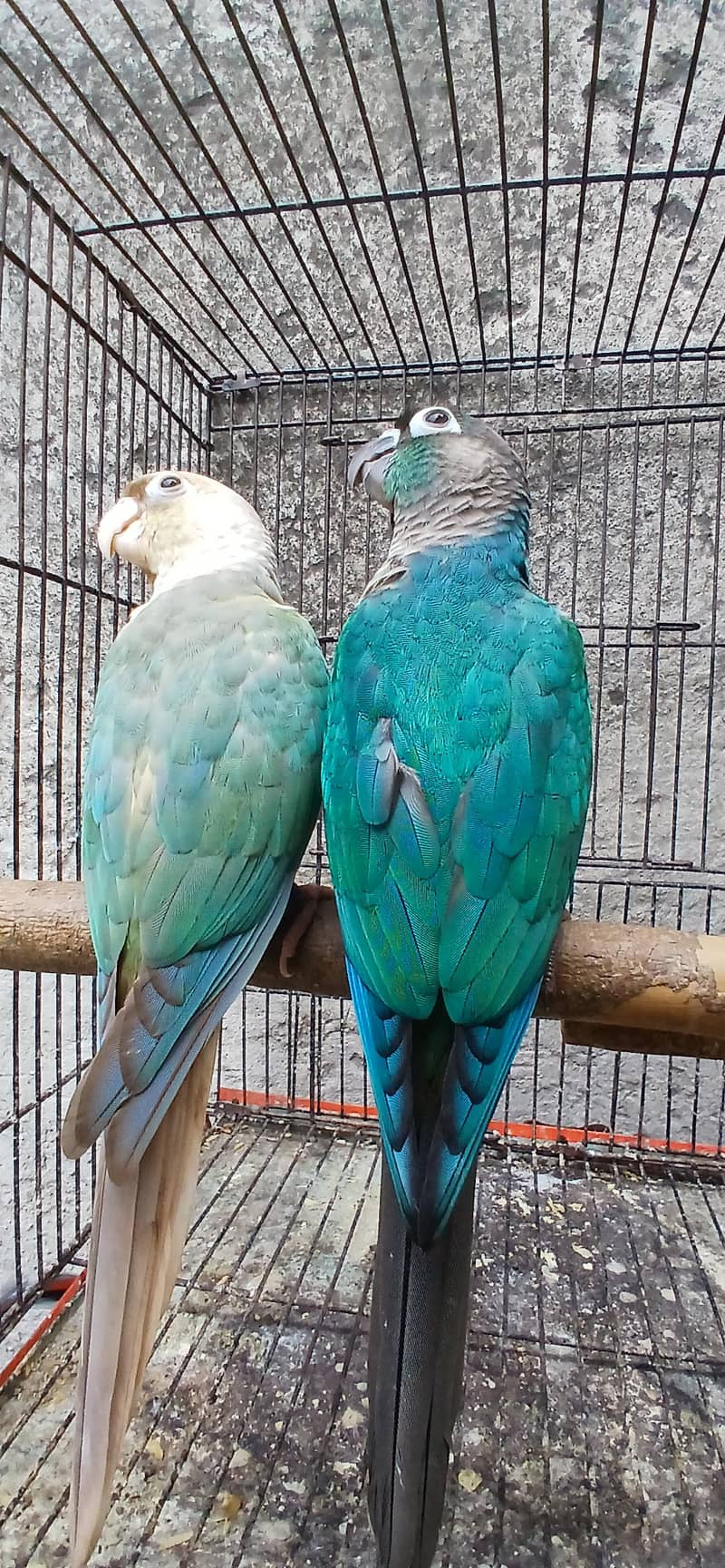 blu torqouse conure pair 3