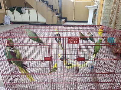 Raag birds