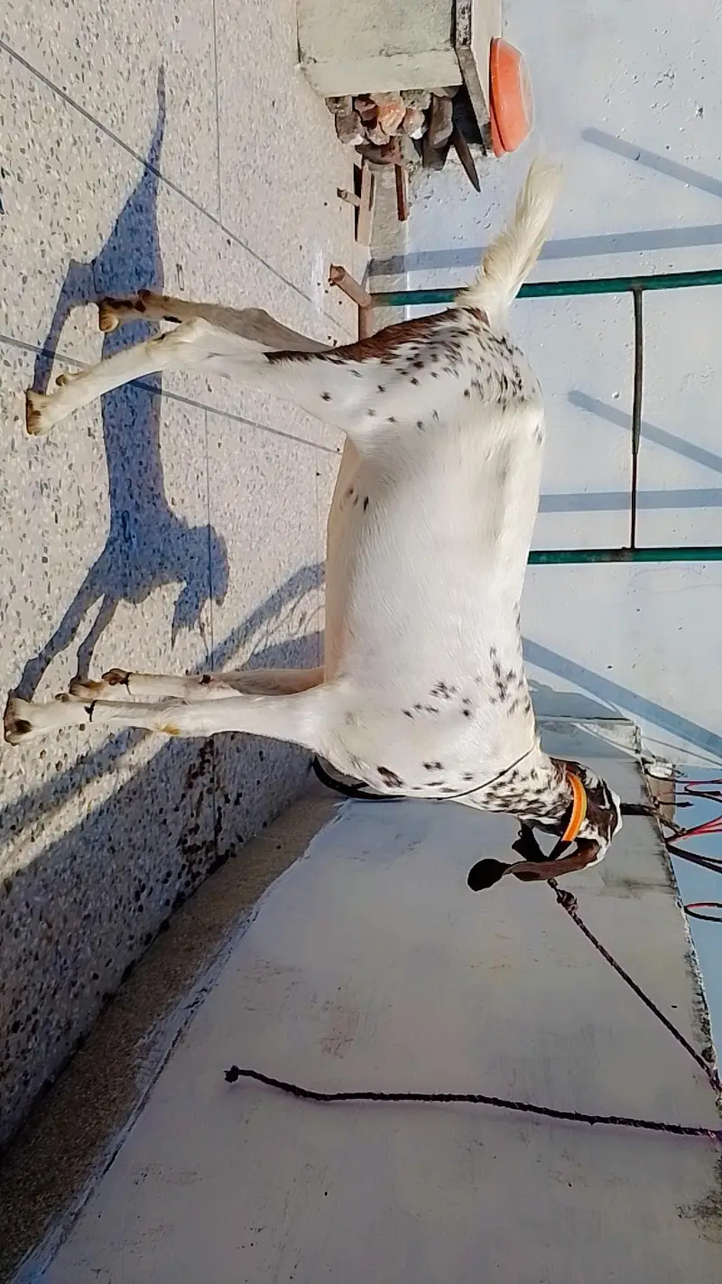 Mashaallah gaban bakri — photo 2