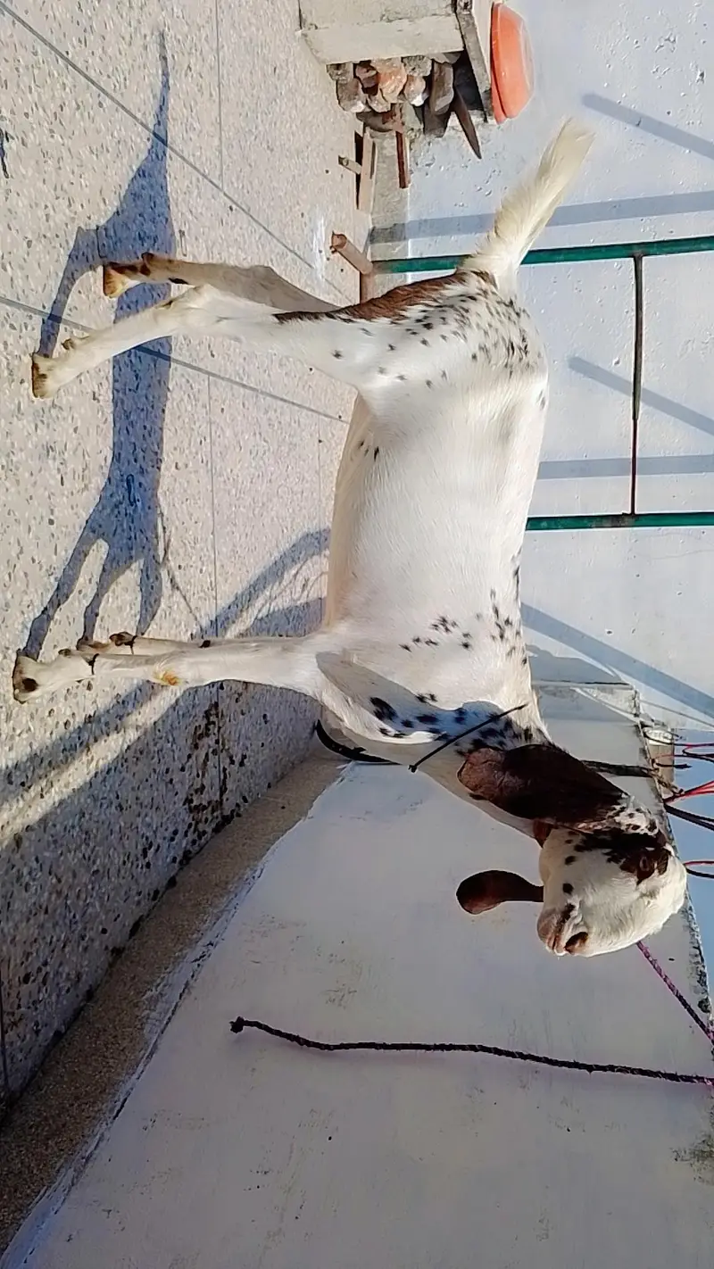 Mashaallah gaban bakri — photo 3