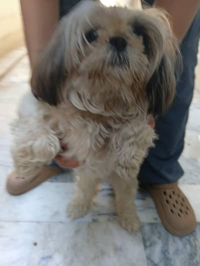 Shihtzu dog for sale in islamabad