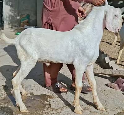 Bakray Rajanpuri
