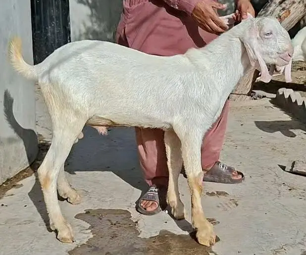 Bakray Rajanpuri — photo 2