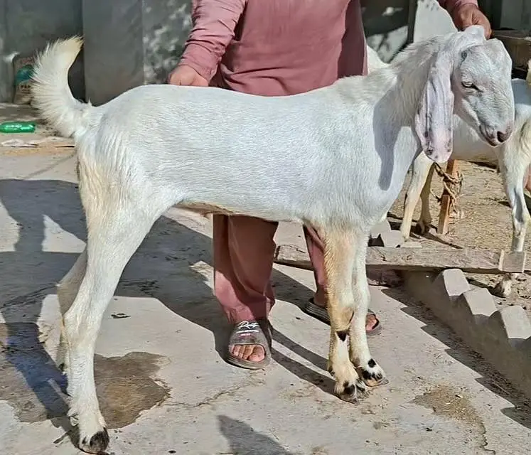 Bakray Rajanpuri — photo 3