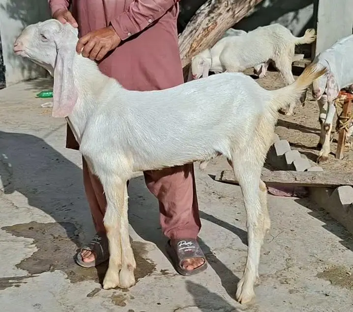 Bakray Rajanpuri — photo 4