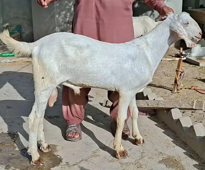 Bakray Rajanpuri — photo 5