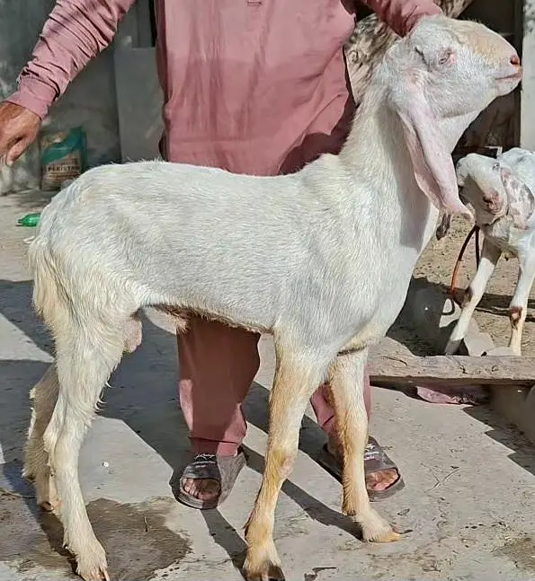 Bakray Rajanpuri — photo 6