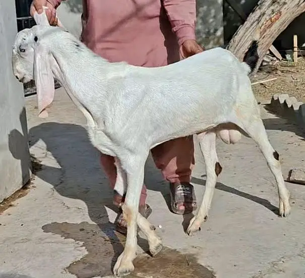 Bakray Rajanpuri — photo 7