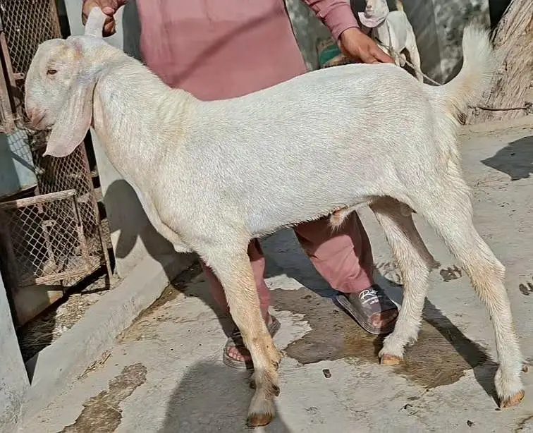 Bakray Rajanpuri — photo 8