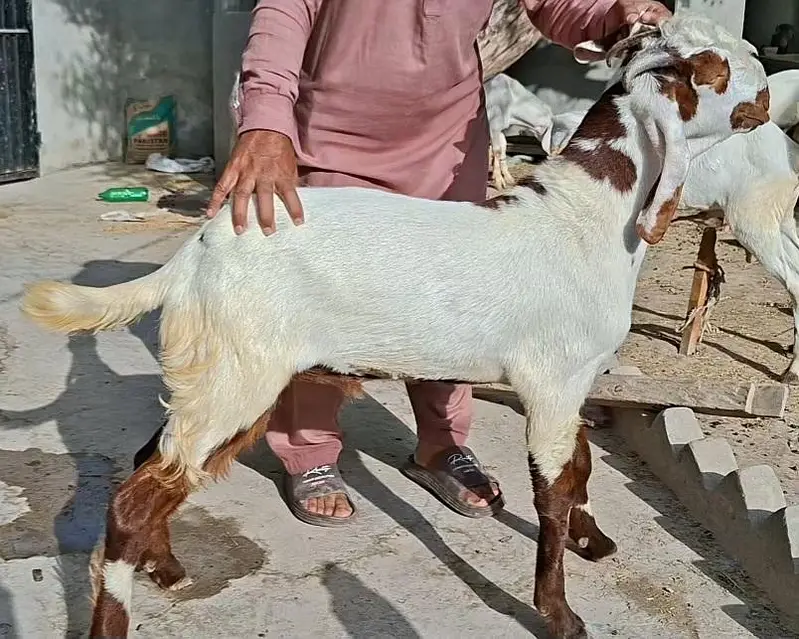 Bakray Rajanpuri — photo 9