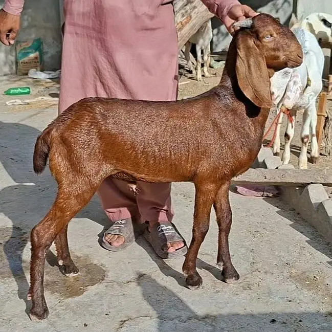 Bakray Rajanpuri — photo 10