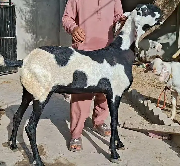 Bakray Rajanpuri — photo 11