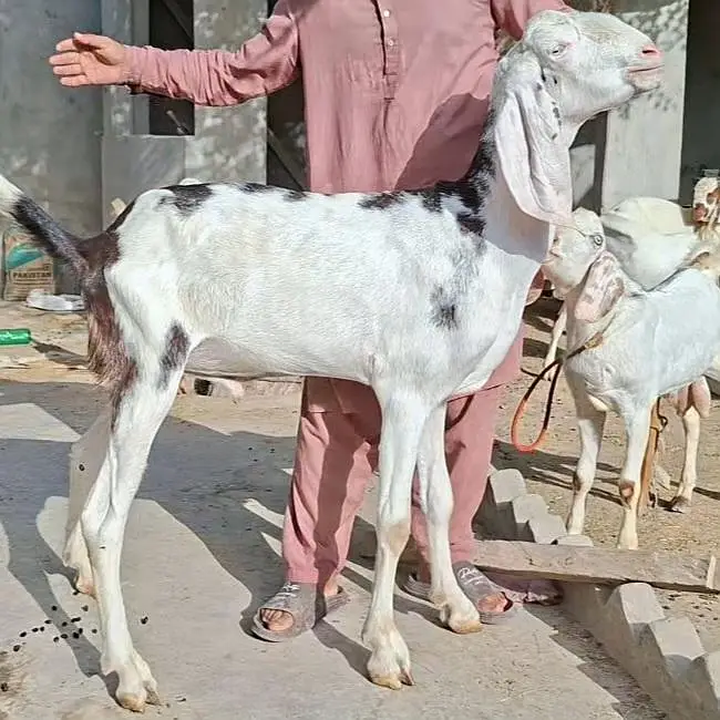 Bakray Rajanpuri — photo 12