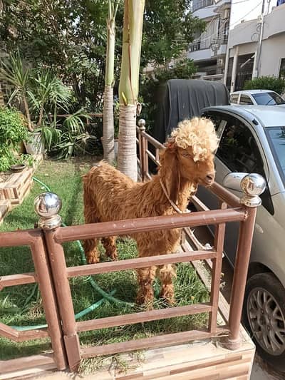 Pure Brown Nachi bakra
