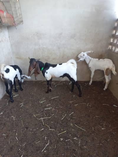 kamori patera male beetal females
