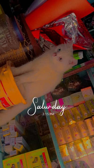 Beautiful White Turkish Angora Mix Cat