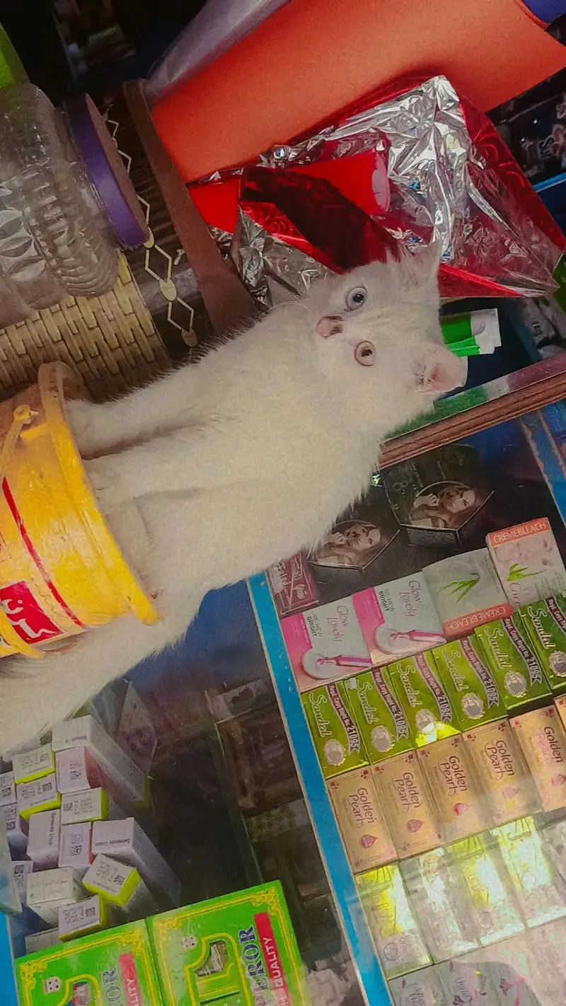 Beautiful White Turkish Angora Mix Cat — photo 2
