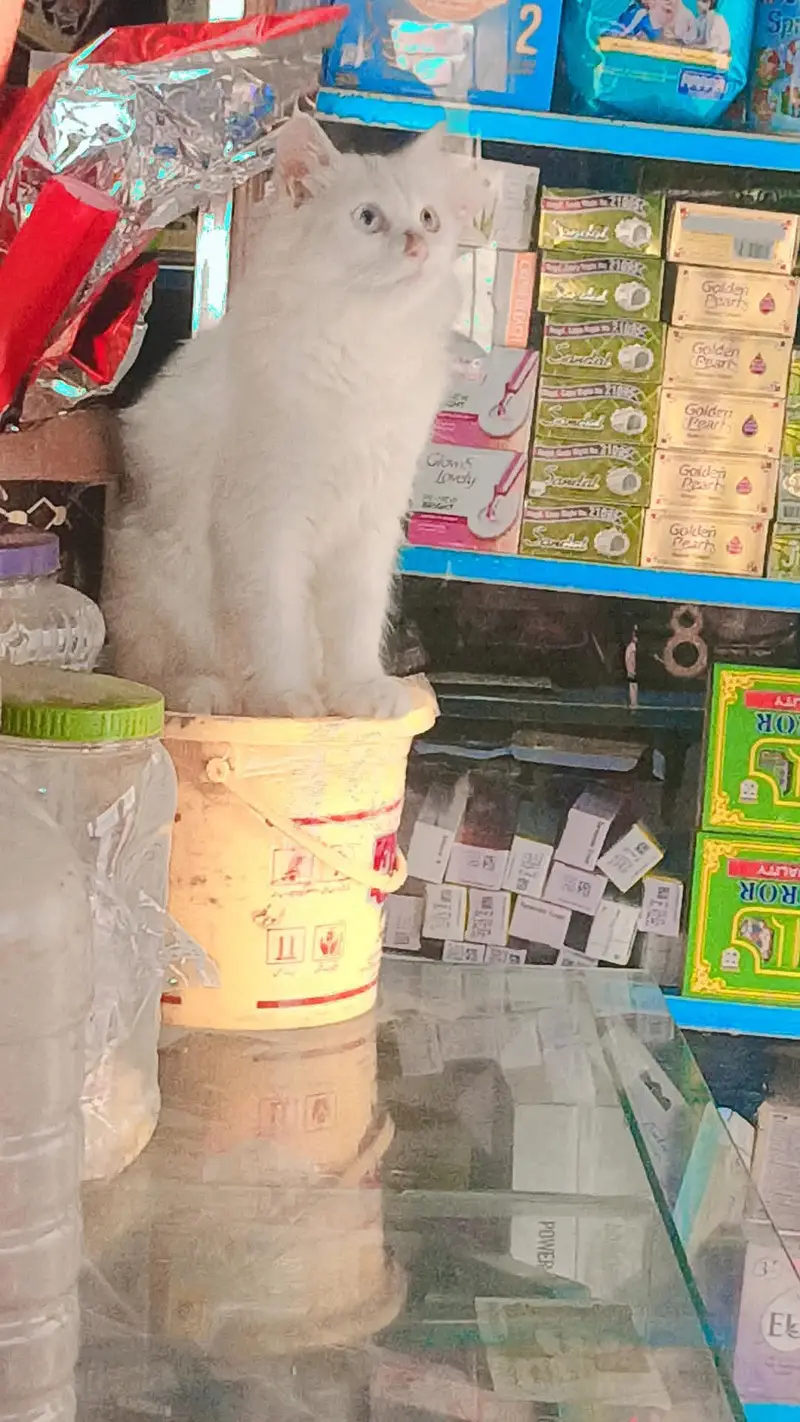Beautiful White Turkish Angora Mix Cat — photo 3