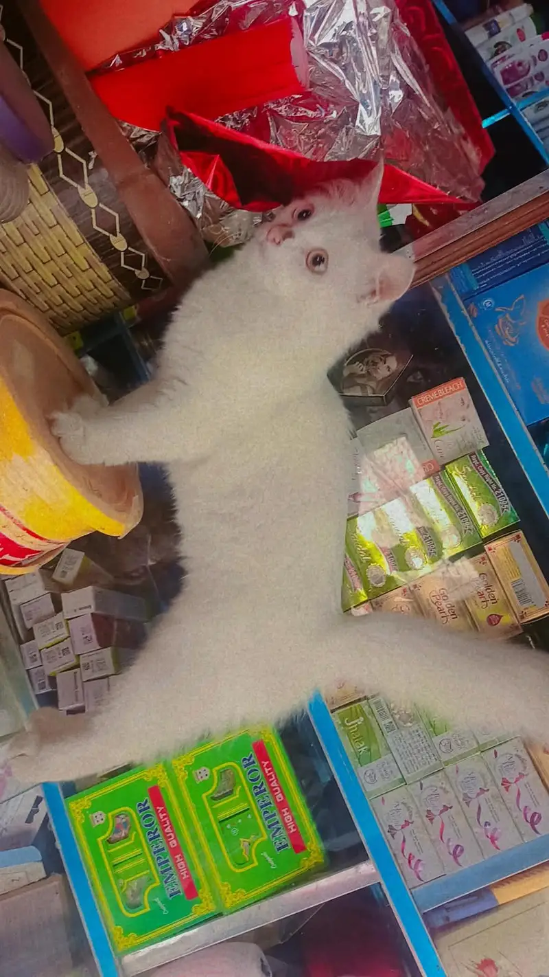 Beautiful White Turkish Angora Mix Cat — photo 4