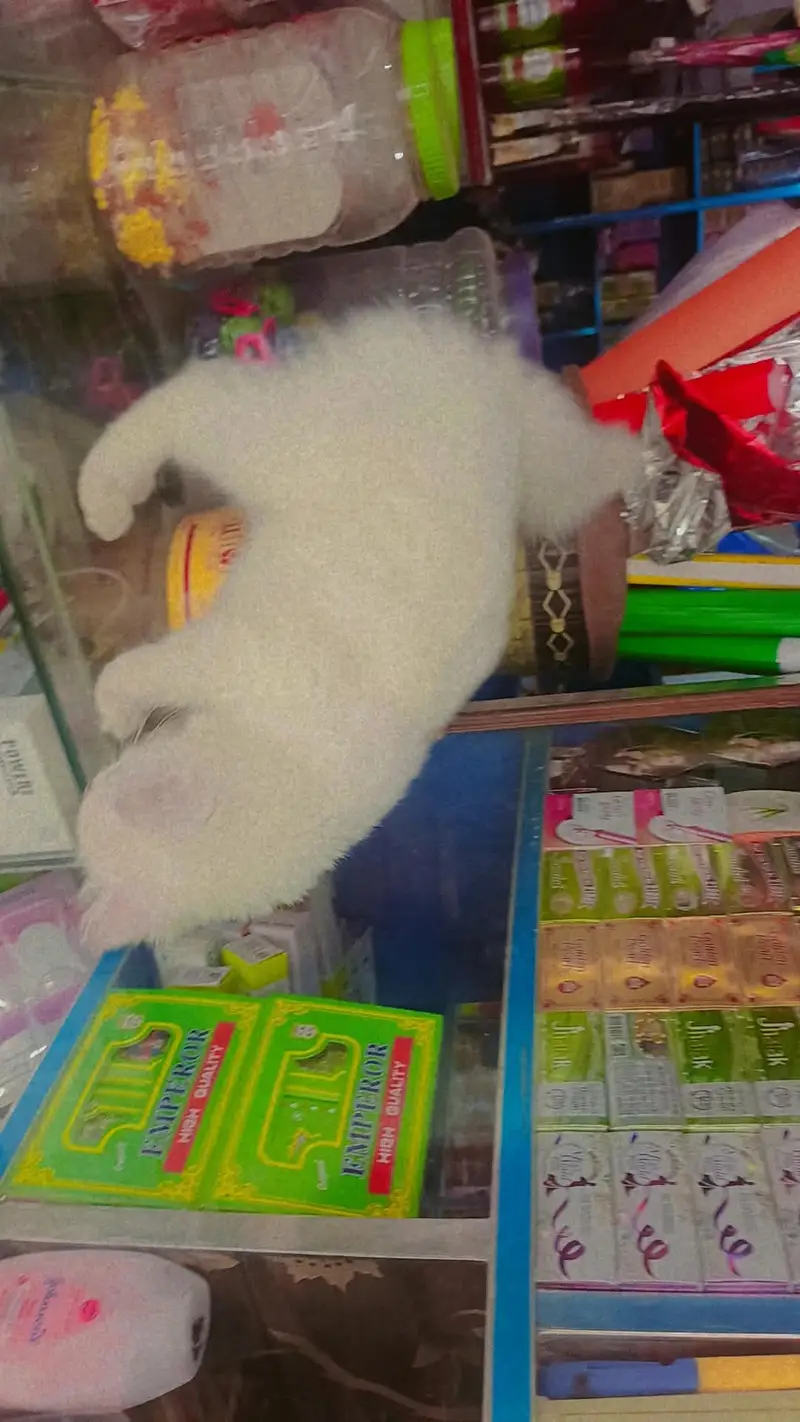 Beautiful White Turkish Angora Mix Cat — photo 5