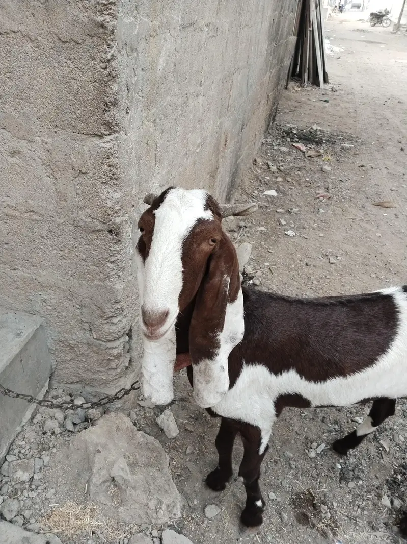 kamori bakry — photo 4