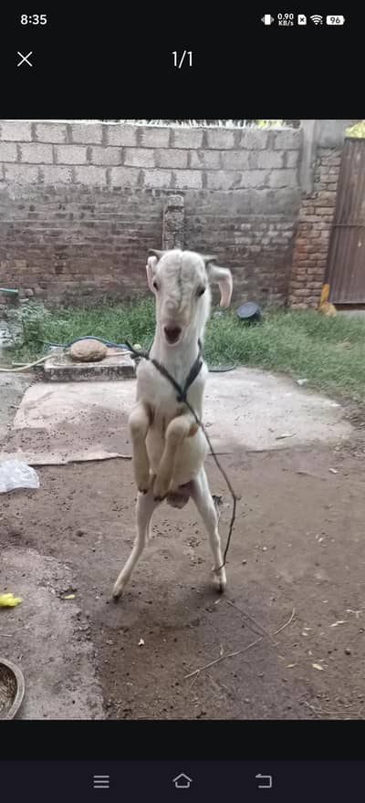 goat for sell