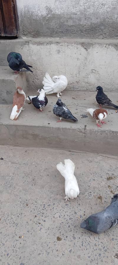 Hamara pas taqreeban 16 pigeons Han
