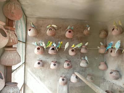 breed pair for sell 03205515879